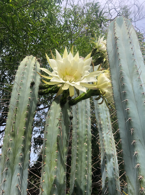 San Pedro Cactus Seeds - Trichocereus Peruvianus (Hector)