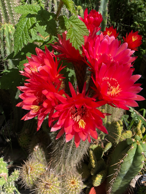 Trichocereus Grandiflorus Cactus Seeds