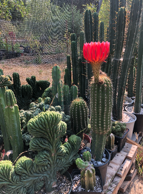 Trichocereus Grandiflorus Cactus Seeds - Flying saucer