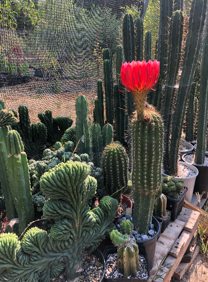 Trichocereus Grandiflorus Cactus Seeds - Flying saucer