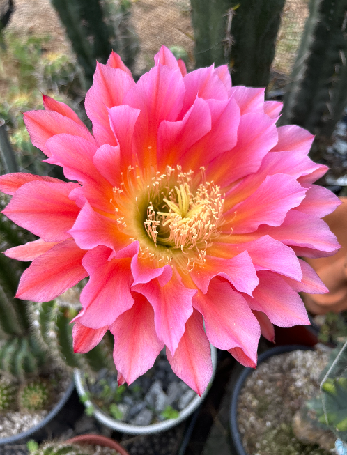 Trichocereus Grandiflorus Cactus Seeds - Flying saucer