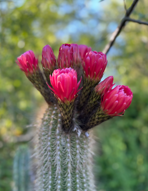 Trichocereus Grandiflorus Cactus Seeds