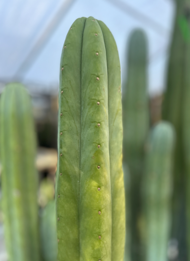 San Pedro Cactus - Trichocereus Pachanoi KK 339