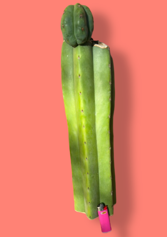 Scopulicola x Juules Giant
