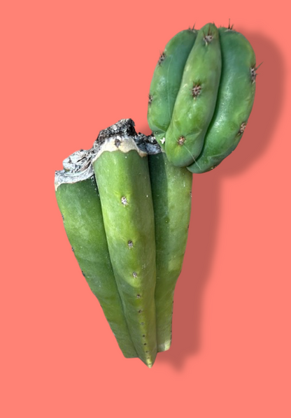 Scopulicola x Juules Giant