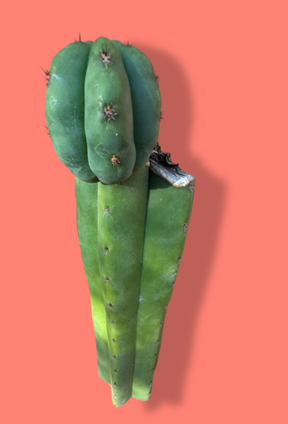 Scopulicola x Juules Giant