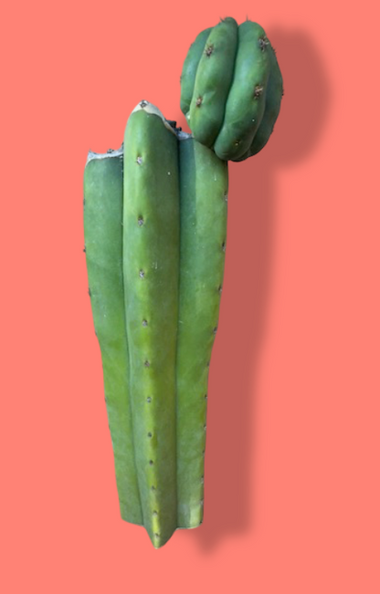 Scopulicola x Juules Giant