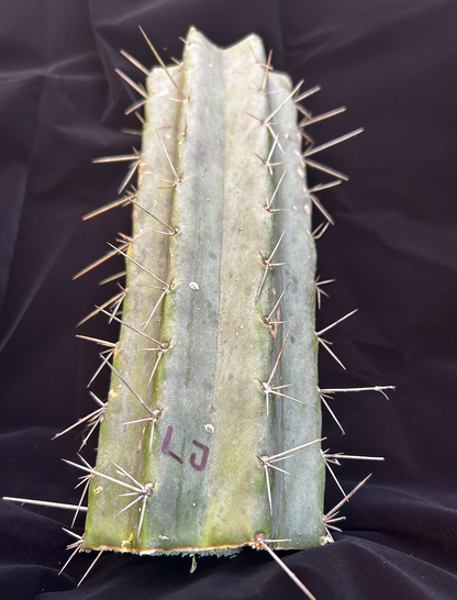 San Pedro Cactus - Trichocereus Lumberjack