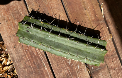 San Pedro Cactus - Trichocereus Lumberjack