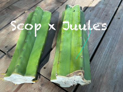 San Pedro Cactus - Trichocereus Scopulicola x Juul’s Giant