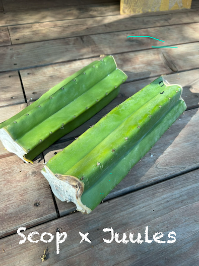 San Pedro Cactus - Trichocereus Scopulicola x Juul’s Giant