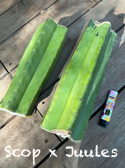 San Pedro Cactus - Trichocereus Scopulicola x Juul’s Giant
