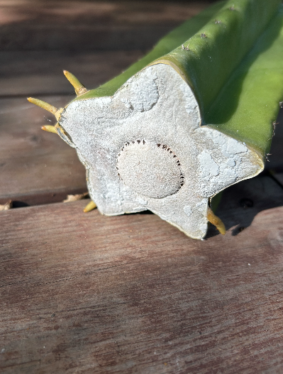San Pedro Cactus - Trichocereus Scopulicola x Juul’s Giant
