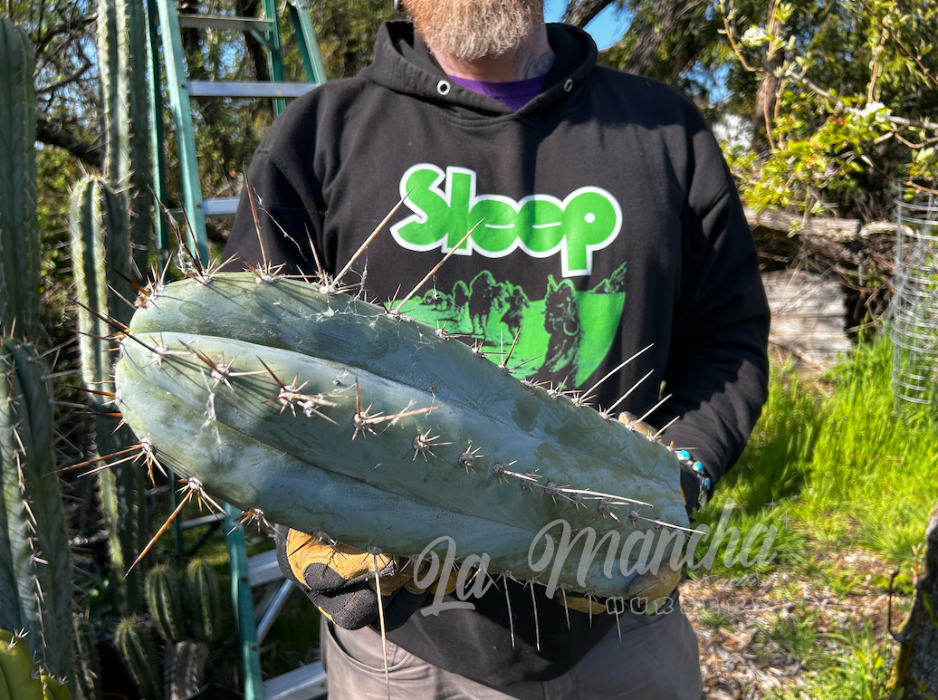 trichocereus Peruvianus Hector cut