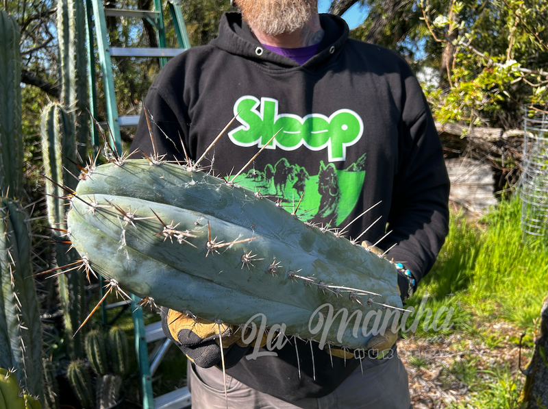 San Pedro Cactus - Trichocereus Peruvianus Hector