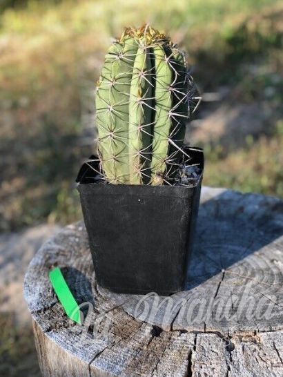 San pedro Trichocereus Wedermanius