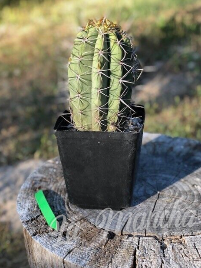 San Pedro Cactus - Trichocereus Wedermanius