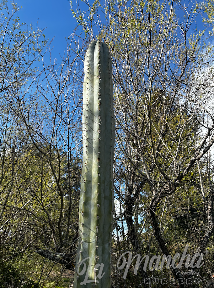 Trichocereus peruvianus Hector