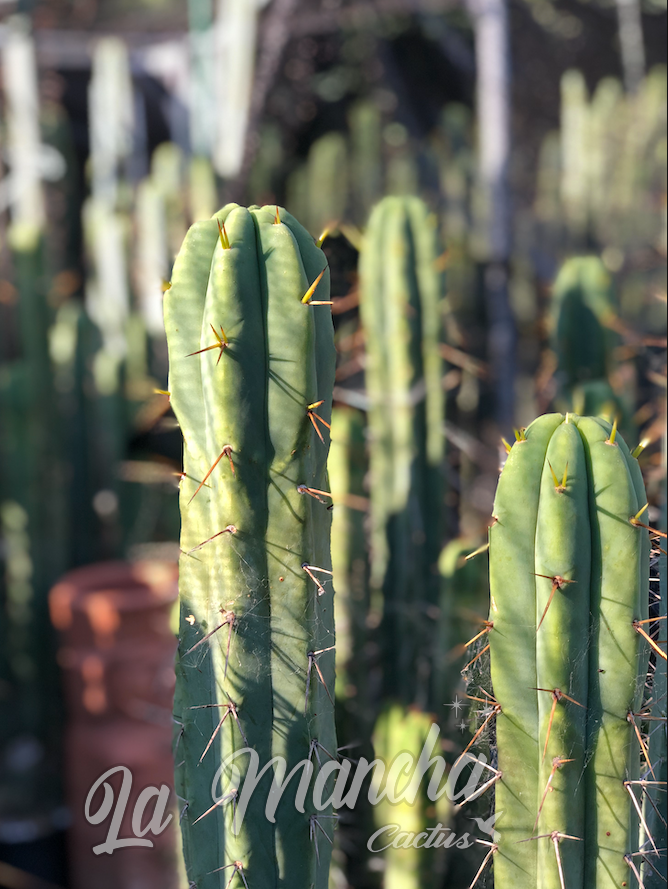 San pedro - bbb  brigessii cactus