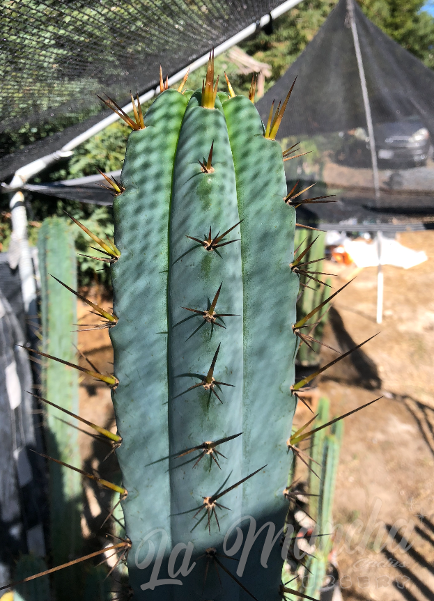 San pedro trichocereus Peruvianus Serra Blue SS02