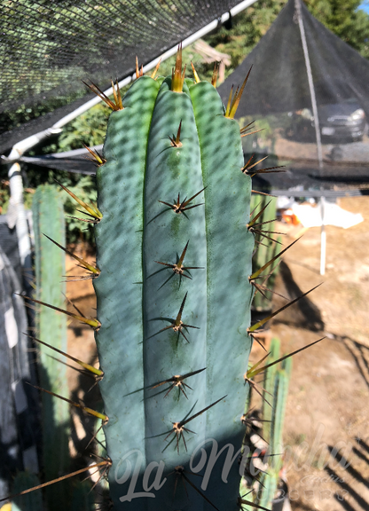 San pedro trichocereus Peruvianus Serra Blue SS02